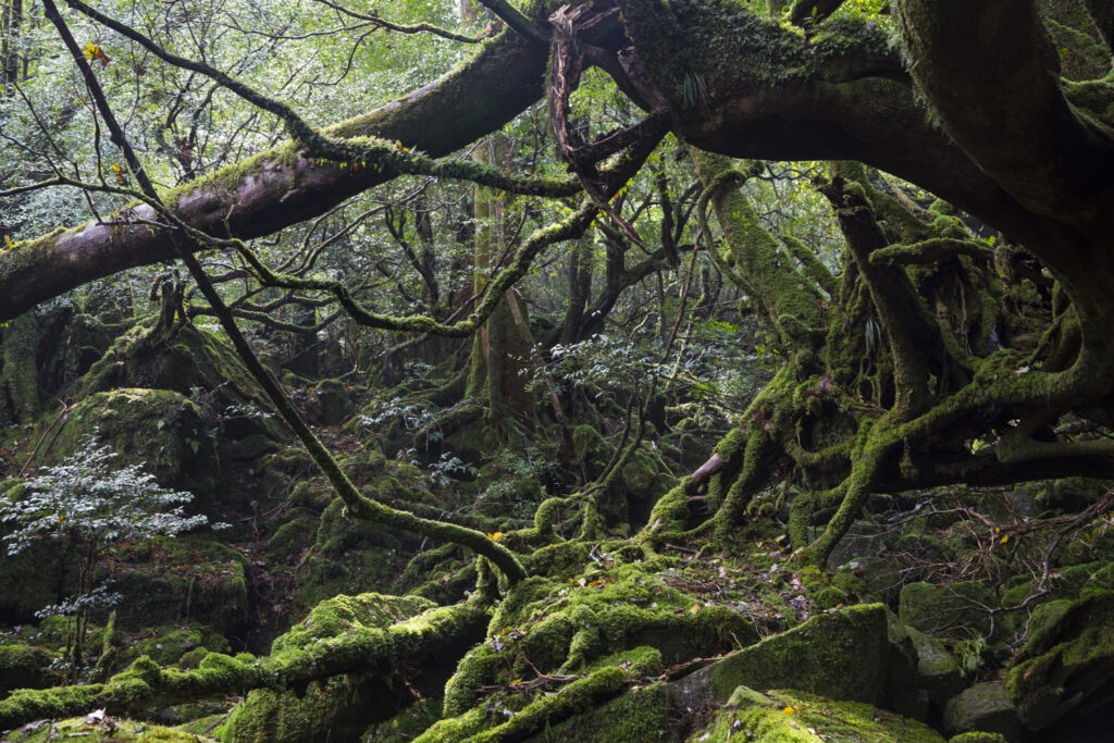 monica dalmasso foret complexe